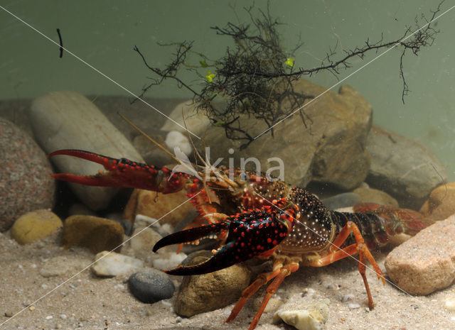 Red swamp crayfish (Procambarus clarkii)