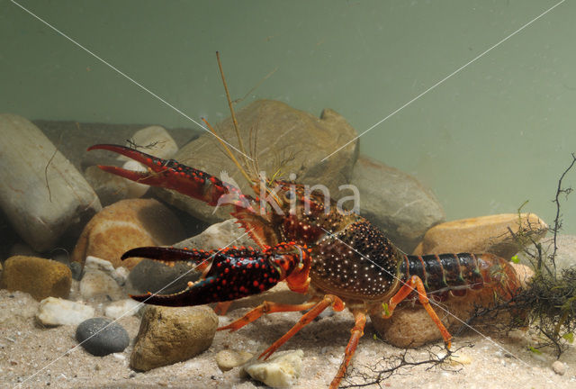 Red swamp crayfish (Procambarus clarkii)
