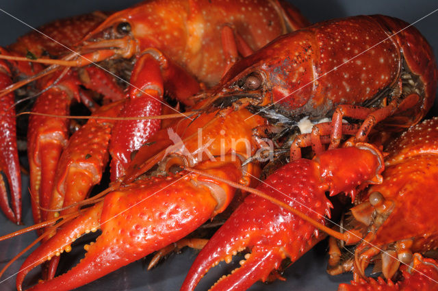 Red swamp crayfish (Procambarus clarkii)