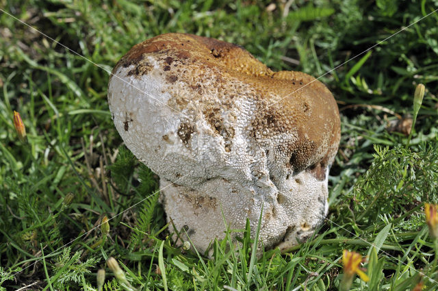 Ruitjesbovist (Calvatia utriformis)