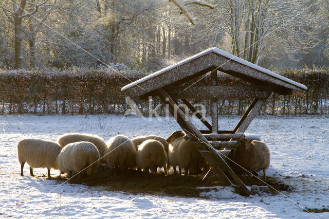 Schaap (Ovis domesticus)