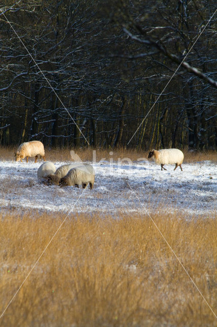 Schaap (Ovis domesticus)