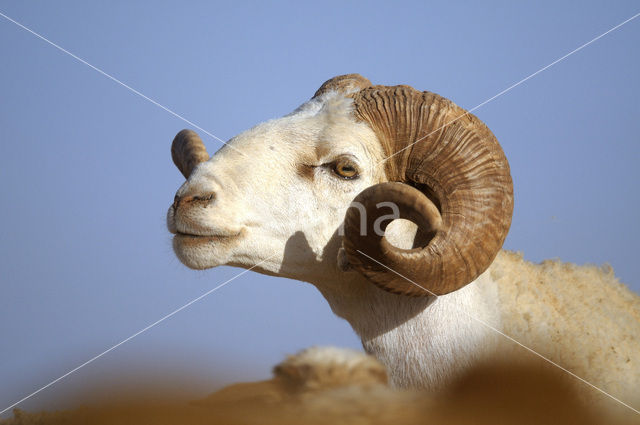 Sheep (Ovis domesticus)