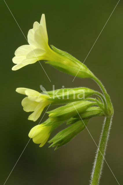 Oxlip (Primula elatior)