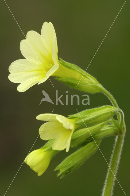 Oxlip (Primula elatior)