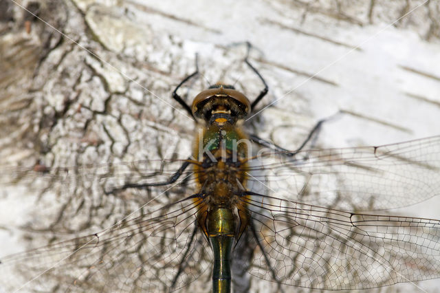 Smaragdlibel (Cordulia aenea)