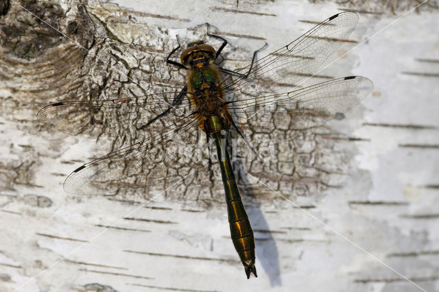 Downy Emerald (Cordulia aenea)