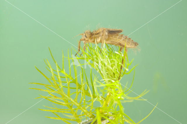 Downy Emerald (Cordulia aenea)