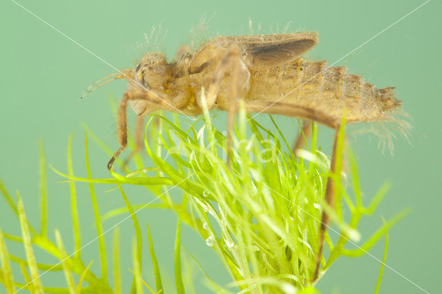 Downy Emerald (Cordulia aenea)