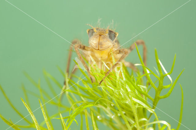 Smaragdlibel (Cordulia aenea)