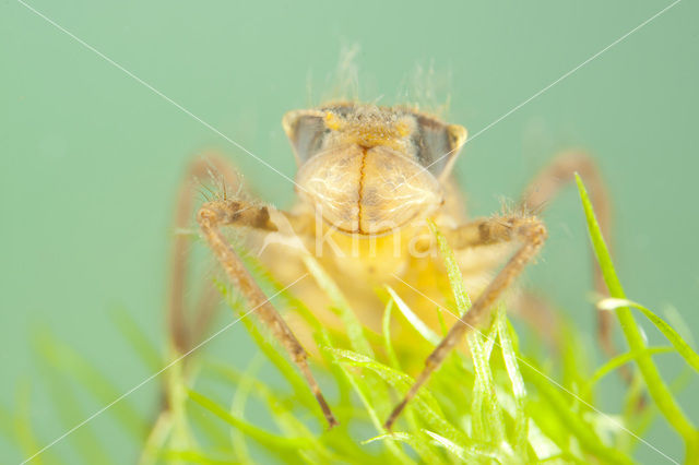 Smaragdlibel (Cordulia aenea)