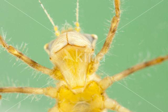 Smaragdlibel (Cordulia aenea)