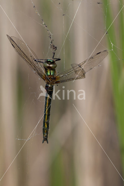 Downy Emerald (Cordulia aenea)