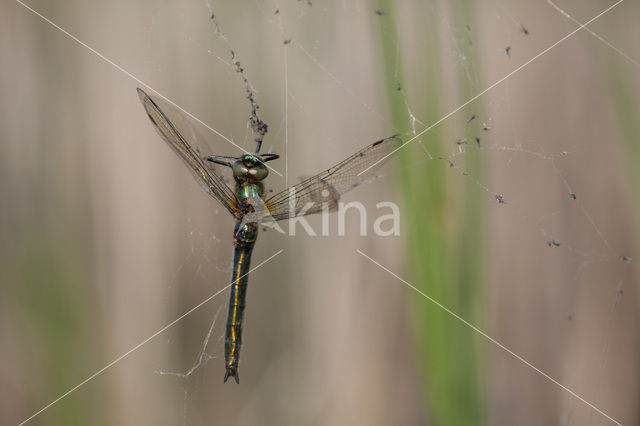 Smaragdlibel (Cordulia aenea)