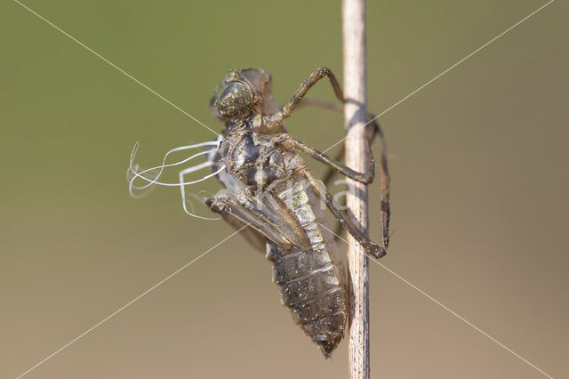 Downy Emerald (Cordulia aenea)