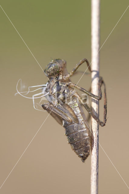 Smaragdlibel (Cordulia aenea)