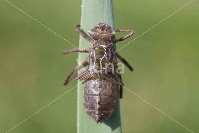 Downy Emerald (Cordulia aenea)