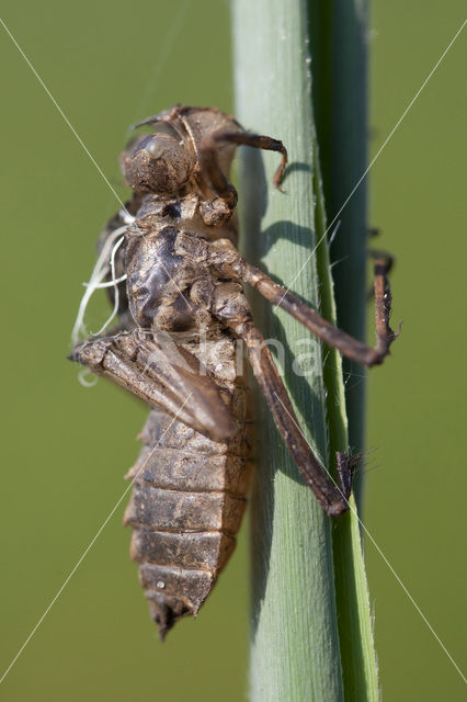 Smaragdlibel (Cordulia aenea)