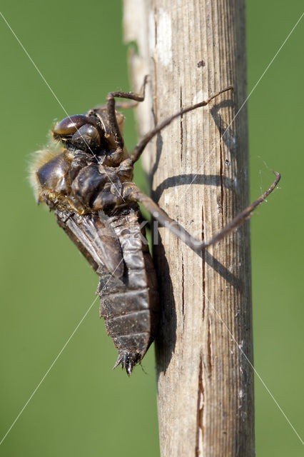 Smaragdlibel (Cordulia aenea)