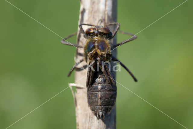 Downy Emerald (Cordulia aenea)