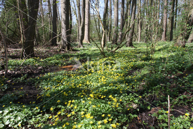 Lesser Celandine (Ranunculus ficaria)