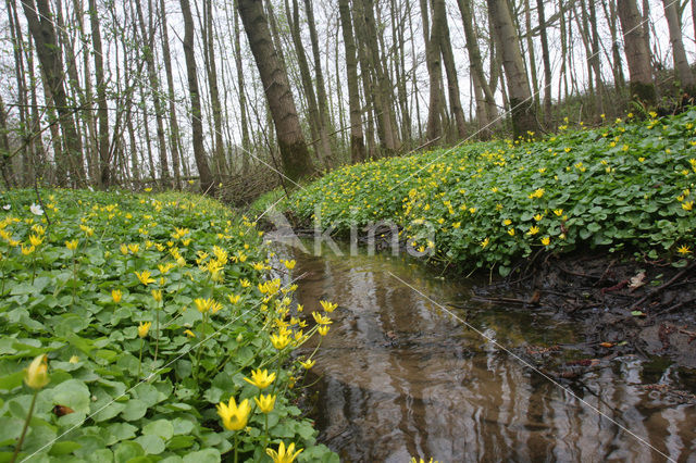 Lesser Celandine (Ranunculus ficaria)