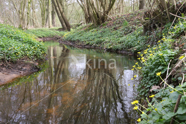 Lesser Celandine (Ranunculus ficaria)