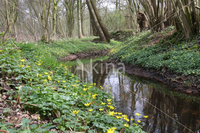 Lesser Celandine (Ranunculus ficaria)
