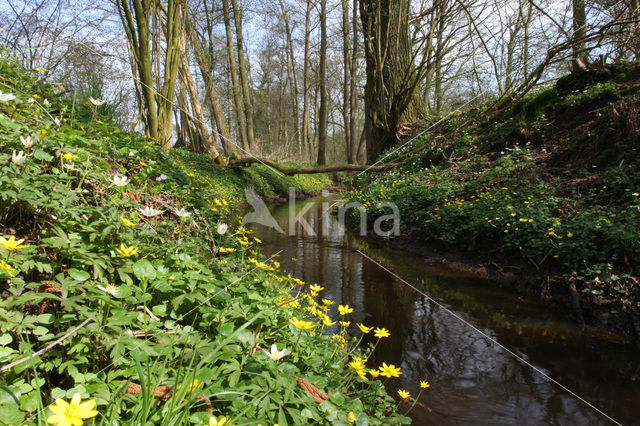 Lesser Celandine (Ranunculus ficaria)