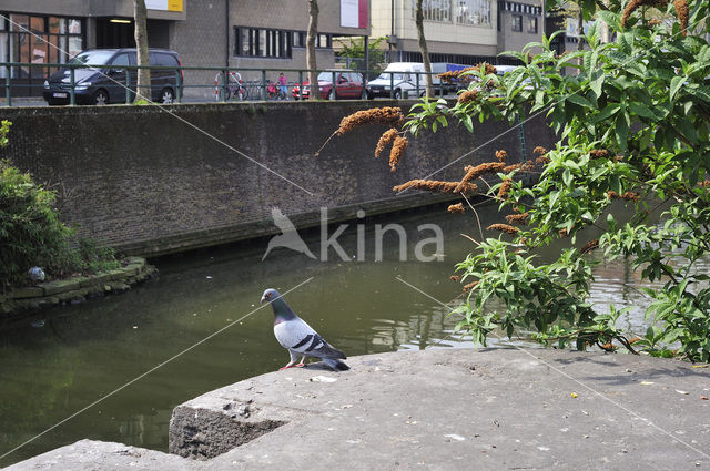 Stadsduif (Columba livia domestica)