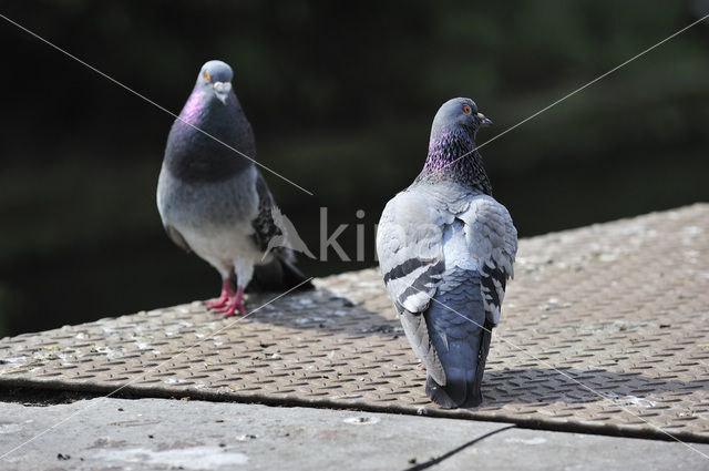 Stadsduif (Columba livia domestica)