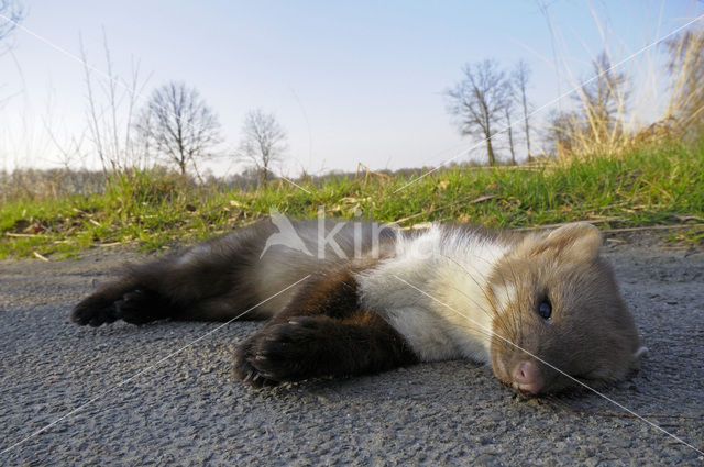 Beech Marten (Martes foina)