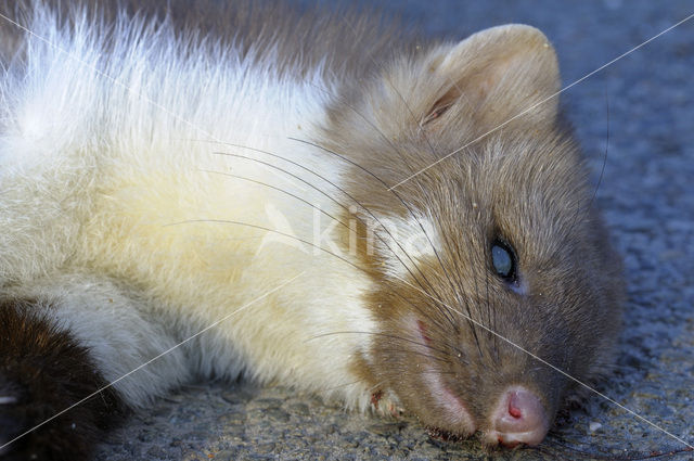 Beech Marten (Martes foina)