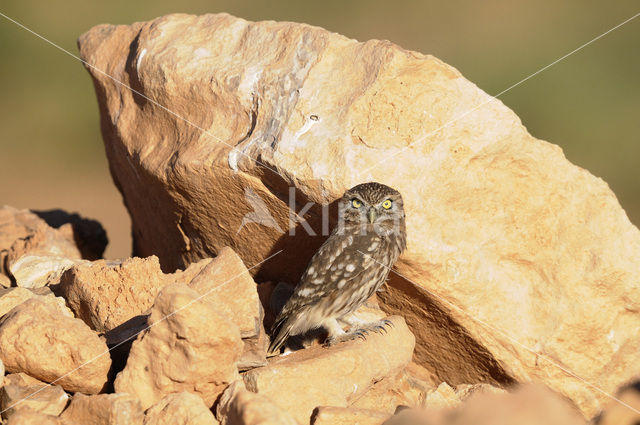 Steenuil (Athene noctua)
