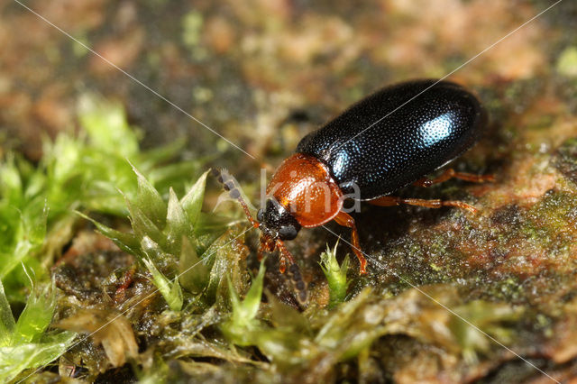 Tetratoma fungorum