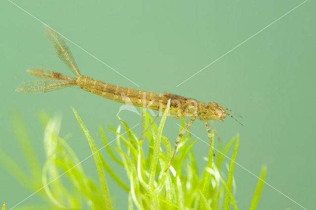 Variable Damselfly (Coenagrion pulchellum)