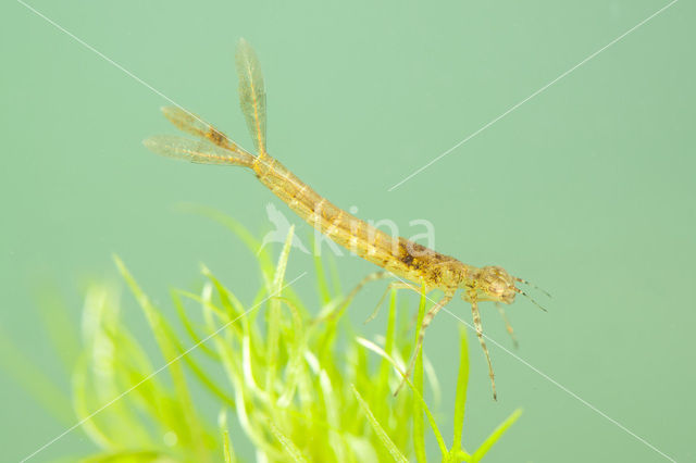 Variable Damselfly (Coenagrion pulchellum)