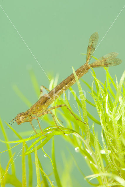 Variable Damselfly (Coenagrion pulchellum)