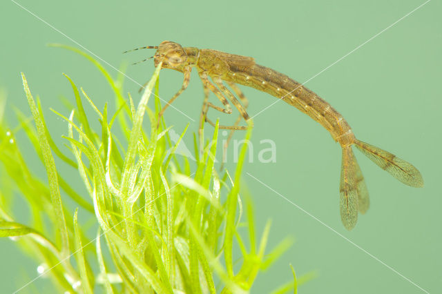 Variable Damselfly (Coenagrion pulchellum)