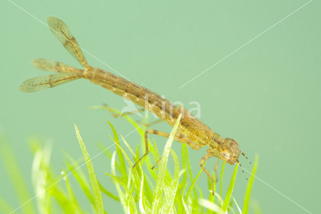 Variable Damselfly (Coenagrion pulchellum)