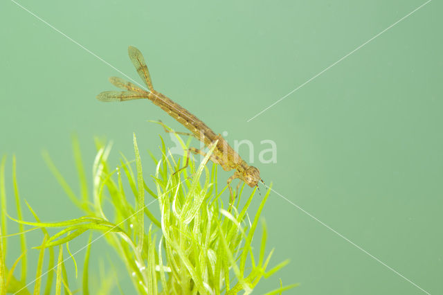 Variable Damselfly (Coenagrion pulchellum)