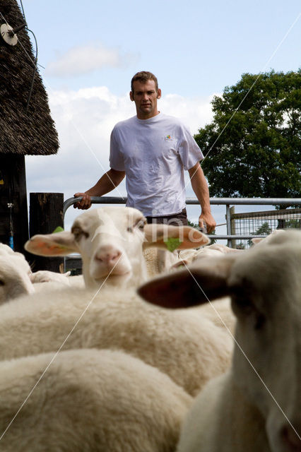 Veluws heideschaap (Ovis domesticus)