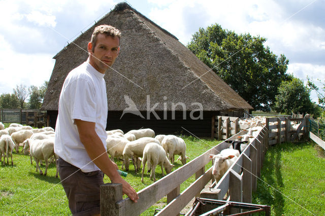 Veluws heideschaap (Ovis domesticus)