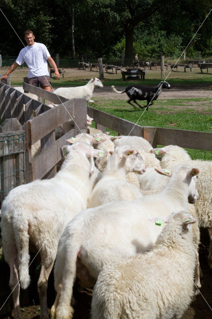 sheep (Ovis domesticus)