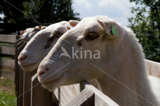 Veluws heideschaap (Ovis domesticus)