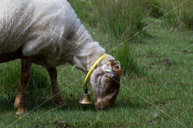 Veluws heideschaap (Ovis domesticus)