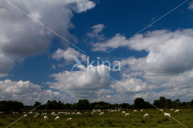 sheep (Ovis domesticus)