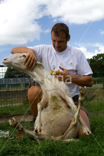 Veluws heideschaap (Ovis domesticus)