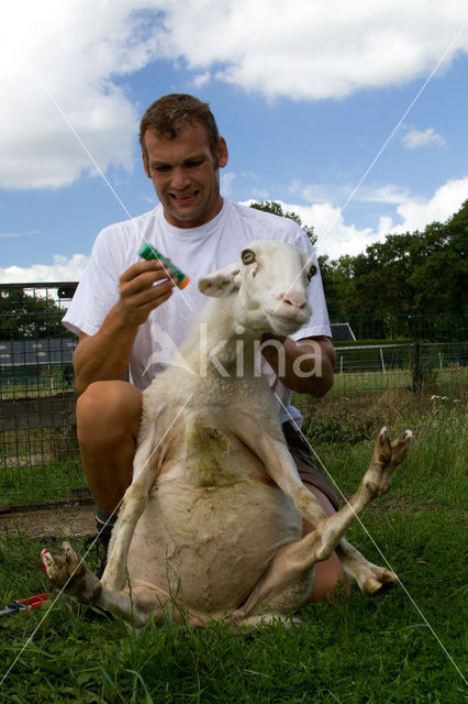 Veluws heideschaap (Ovis domesticus)