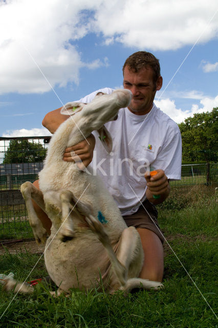 Veluws heideschaap (Ovis domesticus)